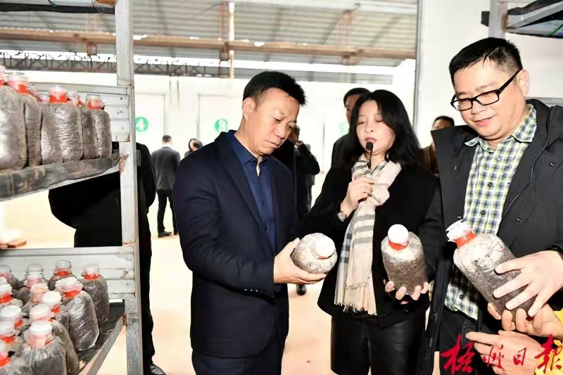 2021年12月21日上午，梧州市委书记蒋连生(左）到公司食用菌基地调研，了解企业发展现状，以及生产销售、品牌运营等情况